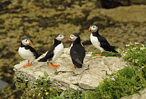 Four Puffins (Fratercula arctica) socializing on a rock, Puffin Island, Anglesey, North Wales, UK