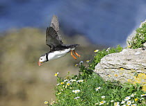 Puffin (Fratercula arctica) taking off from clifftop, Puffin Island, Anglesey, North Wales, UK