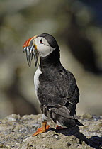 Puffin (Fratercula arctica) with beak full of Sand eels, Puffin Island, Anglesey, North Wales, UK