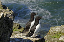 Two Razorbills (Alca torda) pair on cliff top, Puffin Island,  Anglesey, North Wales, UK