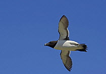 Razorbill (Alca torda) in flight, Puffin Island, Anglesey, North Wales, UK