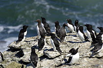 Group of Razorbills (Alca torda) and Common guillemots (Uria aalge) on cliff top, Puffin Island, Anglesey, North Wales, UK