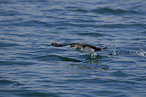 Manx shearwater (Puffinus puffinus) taking off, off the South coast of Anglesey, North Wales, UK