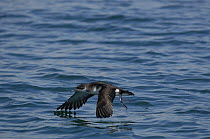 Manx shearwater (Puffinus puffinus) in flight, low over the sea, off the South coast of Anglesey, North Wales, UK