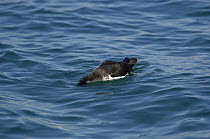 Manx shearwater (Puffinus puffinus) searching for food below the sea surface, off the South coast of Anglesey, North Wales, UK