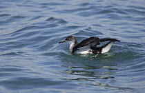 Manx shearwater (Puffinus puffinus) on sea, off the South coast of Anglesey, North Wales, UK