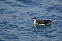 Manx shearwater (Puffinus puffinus) resting on the sea surface, off the South coast of Anglesey, North Wales, UK