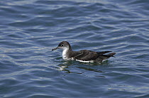 Manx shearwater (Puffinus puffinus) resting on the sea surface, off the South coast of Anglesey, North Wales, UK
