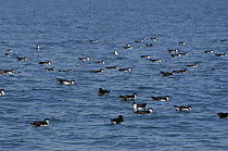 Manx Shearwater (Puffinus puffinus) off the South coast of Anglesey, North Wales, UK,  flock resting between bouts of feeding.