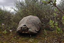 Mountain / Leopard tortoise (Geochelone / Stigmachelys pardalis) Male amongst vegetation. Little Karoo, South Africa.