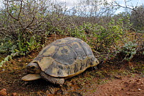 Angulate tortoise (Chersina angulata) Adult male amongst vegetation, Little Karoo, South Africa.