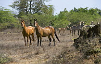 Two Kathiawari mares, one chestnut, one bay, in field with herd of Nilgai in the background, National Stud, Inaj, Gujarat, India, 2008