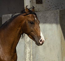 The head of a bay Kathiawari stallion, National Stud, Inaj, Gujarat, India. 2008