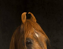Close up of the curved ears of a chestnut Kathiawari stallion, National Stud, Inaj, Gujarat, India. 2008