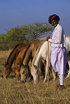 A traditionally dressed farmer guards a group of four Kathiawari mares and fillies grazing in a field, Jasdan, Gujarat, India. 2008