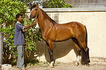 A bay Kathiawari stallion is shown in the courtyard of the National Stud, Junagardh, Gujarat, India, 2008