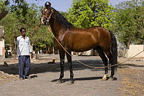 A bay Kathiawari stallion is shown in the courtyard of the National Stud, Junagardh, Gujarat, India, 2008