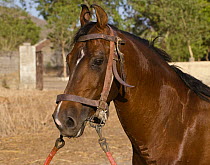 The head of a bay Kathiawari stallion, National Stud, Junagardh, Gujarat, India, 2008