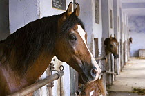 Kathiawari stallions stand in the stables of the National Stud, Junagardh, Gujarat, India, 2008