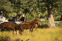 Chestnut and bay Kathiawari mares and foals graze in the fields surrounding the National Stud, Junagardh, Gujarat, India, 2008