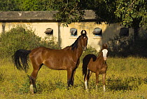 Mare and foal at the National Stud, Junagardh, Gujarat, India, 2008