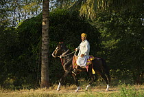A traditionally dressed Indian gentleman rides a young Kathiawari stallion, Gujarat, India, 2008