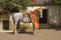 A grey Kathiawari mare, traditionally dressed, standing in courtyard, Gujarat, India, 2008