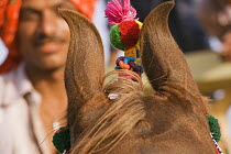 Close up of the curved ears of a chestnut Kathiawari stallion, Gujarat, India, 2008