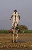 A traditionally dressed Indian man standing on the back of a cantering grey Kathiawari mare (in revaal) Gujarat, India, 2008