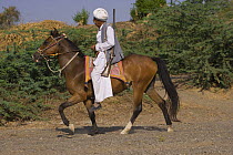 A traditionally dressed Indian man with a gun, rides a bay Kathiawari mare, Gujarat, India, 2008