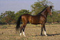 An old bay Marwari stallion still standing proudly, Rajasthan, India, 2009