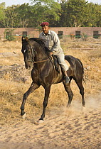 A trainer rides a young black Marwari stallion, Bal Samand Lake, Rajasthan, India, 2009