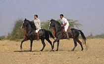 Two Indian men riding black Marwari stallions (father and son) in Rohet, Rajasthan, India, 2009
