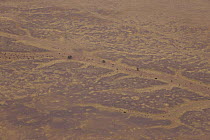 Aerial view of dried river bed in Namib desert from a hot air balloon, Sossusvlei, Sesriem, Namib desert, Namibia, August 2008
