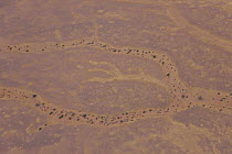Aerial view of dried river bed in Namib desert from a hot air balloon, Sossusvlei, Sesriem, Namib desert, Namibia, August 2008