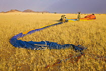 Hot air balloon being packed away after balloon safari over the Namib desert, Sossusvlei, Sesriem, Namib desert, Namibia, August 2008