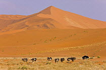 Flock of Ostrich (Struthio camelus) grazing on Namib desert, Namibia, August 2008