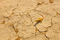 Shovel snouted lizard (Meroles anchietae) on dry cracked desert ground, Namib desert, Namibia, August 2008