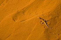 Shovel snouted lizard (Meroles anchietae) on sand dune, Namib desert, Namibia, August 2008