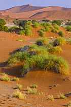 Desert landscape, Sossusvlei, Sesriem, Namib desert, Namibia, August 2008