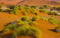 Desert landscape beside dried river bed, Sossusvlei, Sesriem, Namib desert, Namibia, August 2008