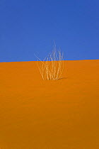 Dried vegetation in the sand dunes, Sossusvlei, Sesriem, Namib desert, Namibia, August 2008
