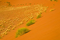 Vegetation growing on the sand dunes, Sossusvlei, Sesriem, Namib desert, Namibia, August 2008