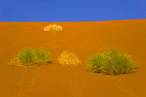 Vegetation growing on the sand dunes, Sossusvlei, Sesriem, Namib desert, Namibia, August 2008