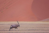 Oryx {Oryx gazella} crosses the desert, Namib desert, Namibia, August