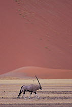 Oryx {Oryx gazella} crosses the desert, Namib desert, Namibia, August