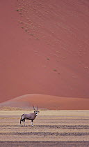 Oryx {Oryx gazella} in the Namib desert, Namibia, August