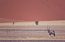Oryx {Oryx gazella} in the Namib desert, Namibia, August