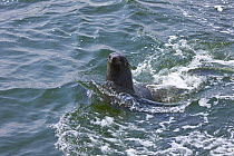 African fur seal {Arctocephalus pusillus} in water, Walvis Bay, Namibia, August