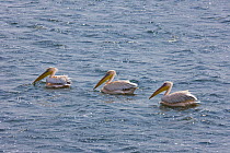 Three Eastern white pelicans {Pelecanus onocrotalus} on water, Walvis Bay, Namibia, August